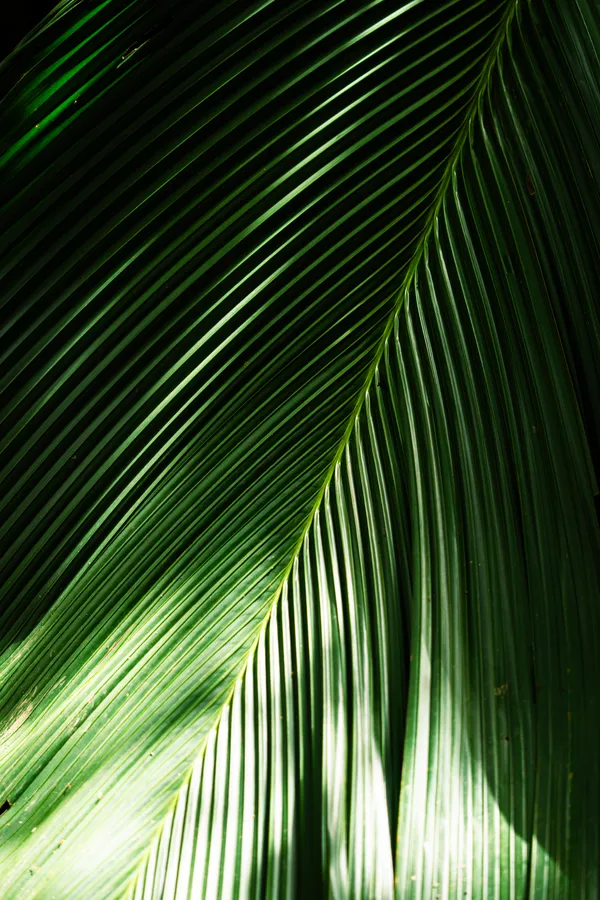Detail zeleného listu s výraznými liniemi